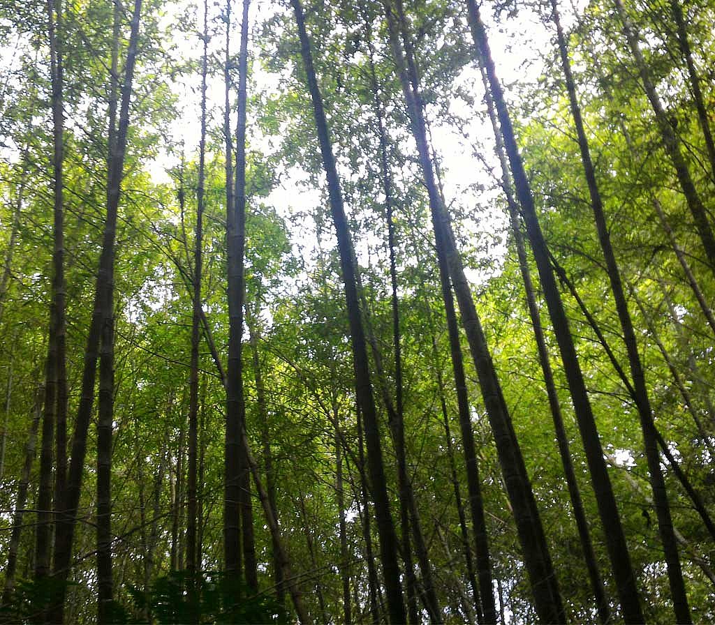 溪頭親子住宿 伊家園 地理位置優勢 溪頭住宿推薦首選